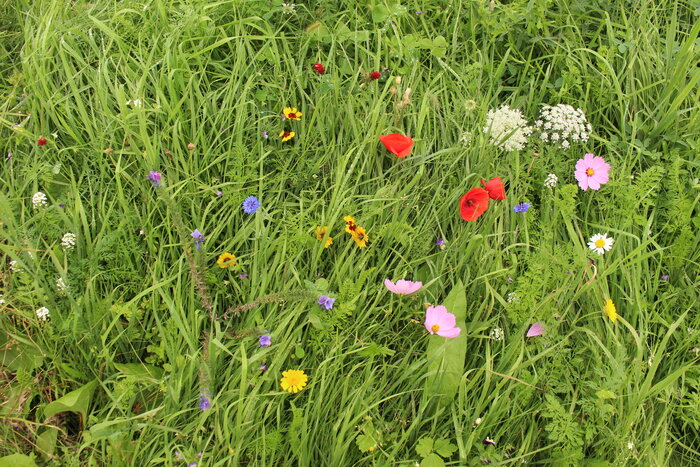 Wildblumenwiese