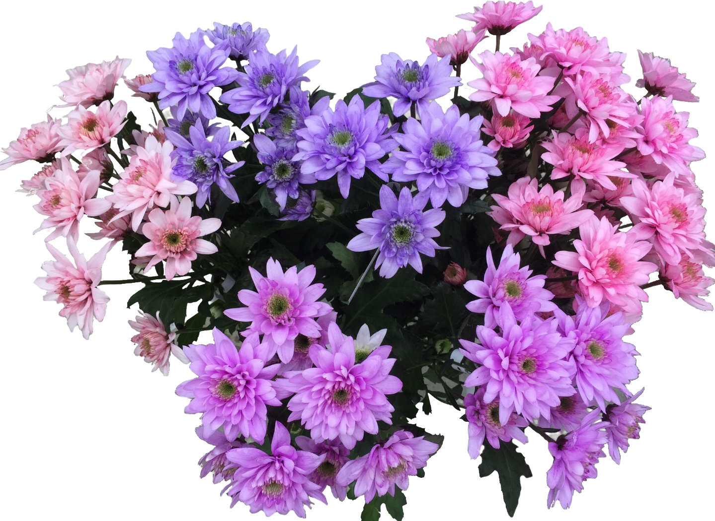 blumenfarbe_rosa_violett blumenfarbe_rosa_violett