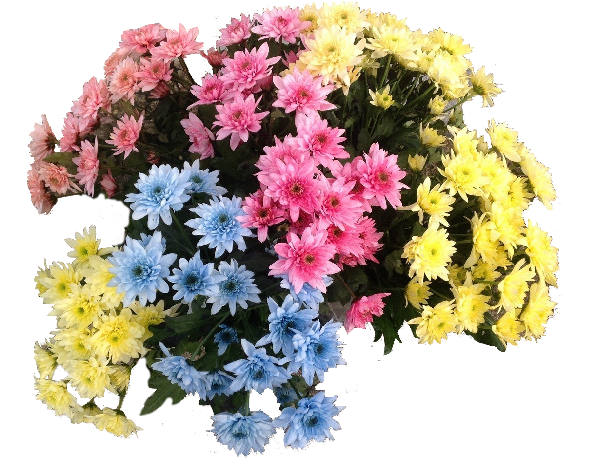 Blumenfarbe für Trockenblumen 10 l Basic