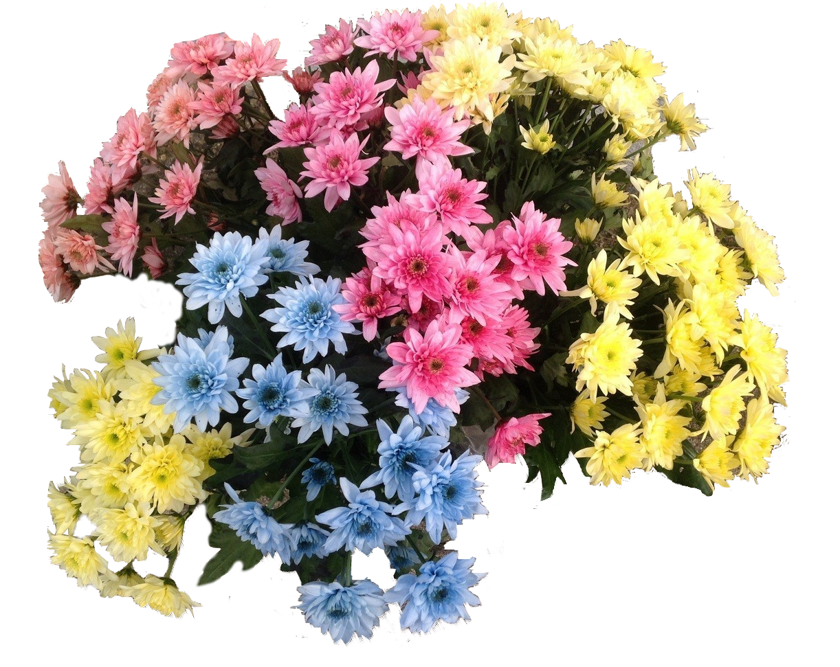 Blumenfarbe für Trockenblumen 1 l Basic