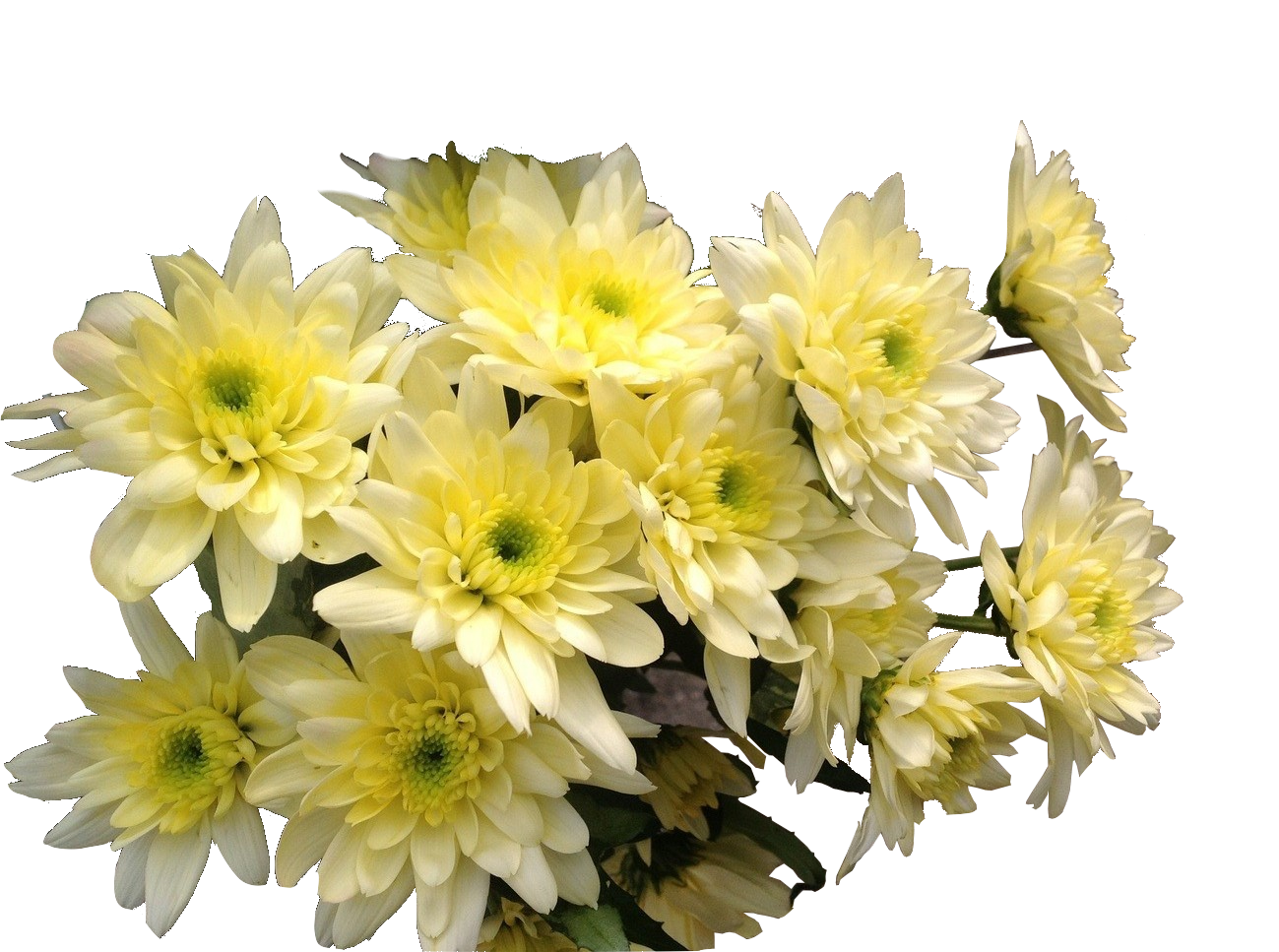 Blumenfarbe_gelb
