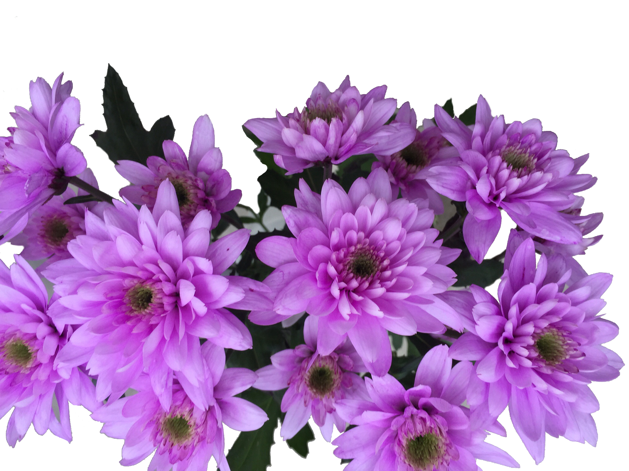 Blumenfarbe_Lila