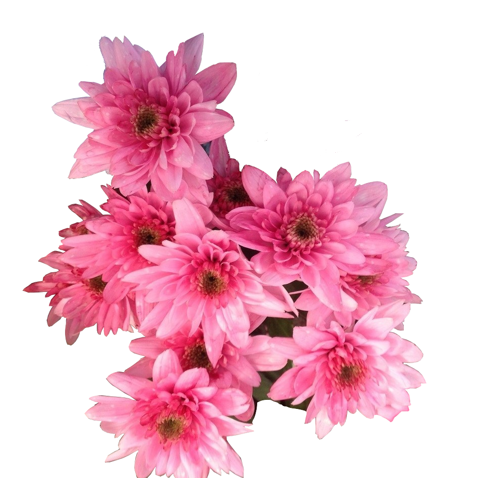 blumenfarbe_rosa
