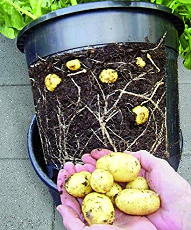 Potato Pot®