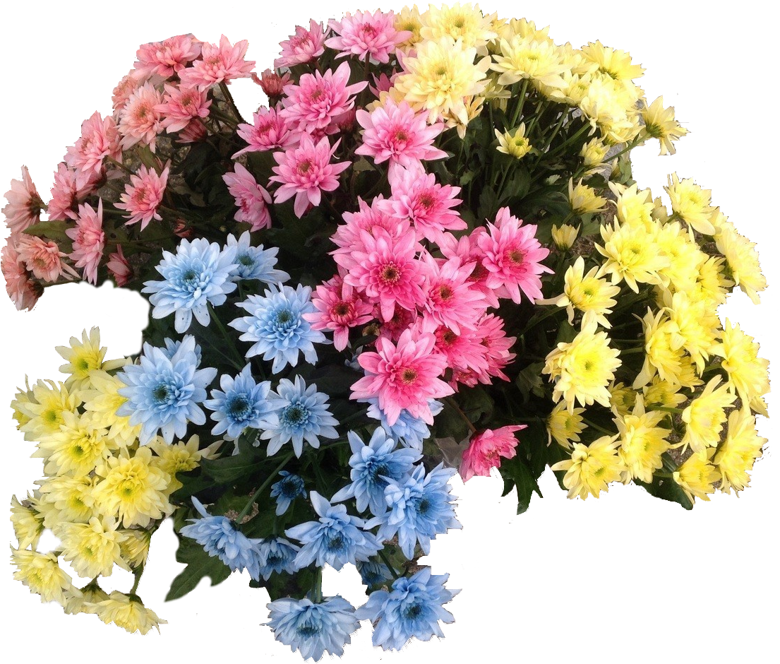 Blumenfarbe für Trockenblumen 10l Basic