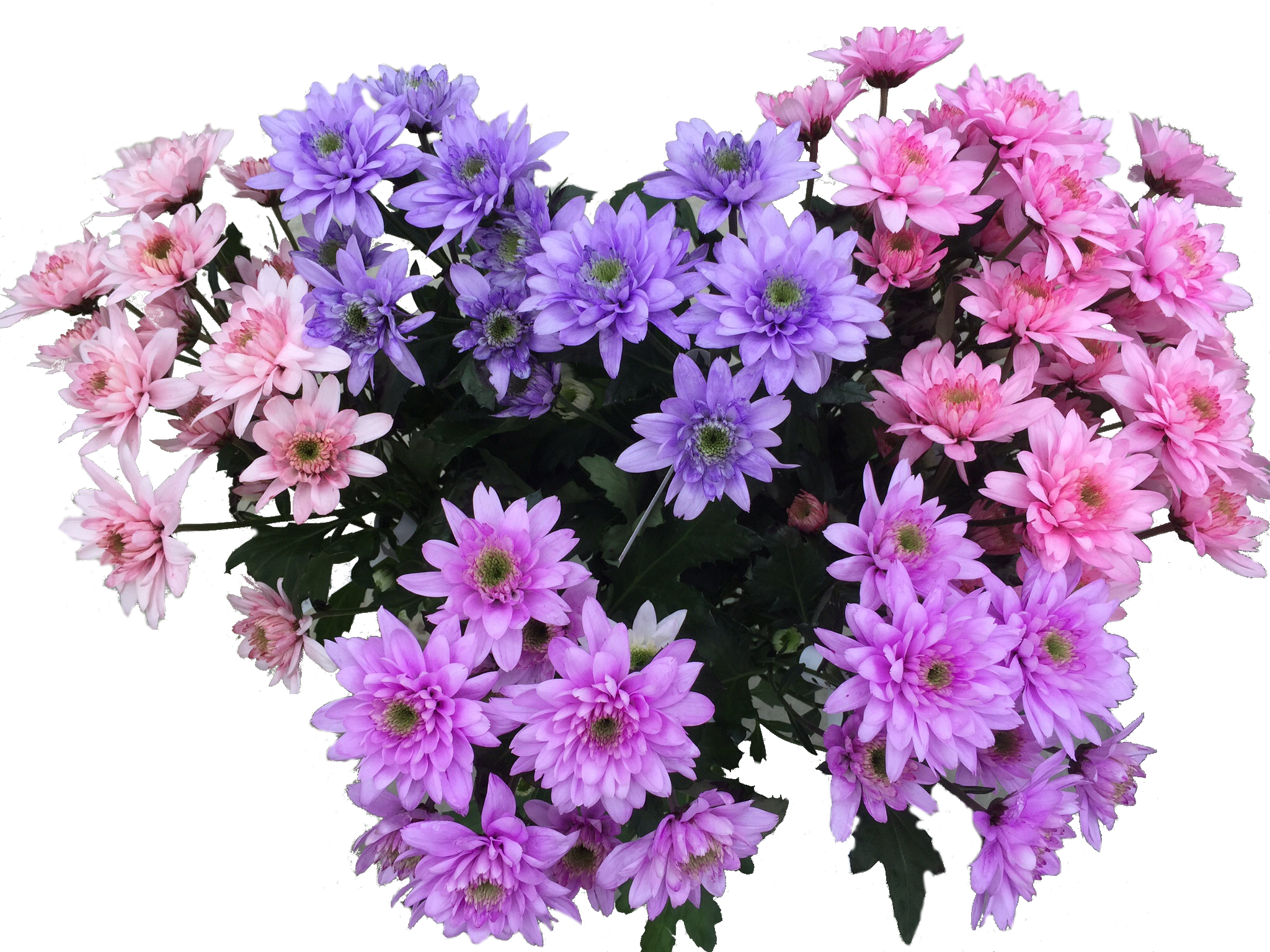 Blumenfarbe für Trockenblumen 1l Exclusive